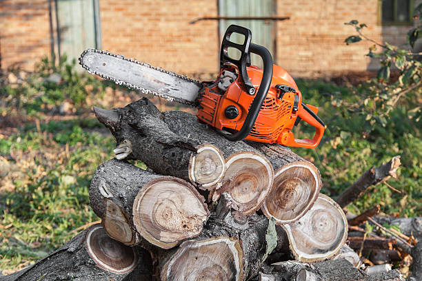 Large Tree Removal in West Hammond, NM